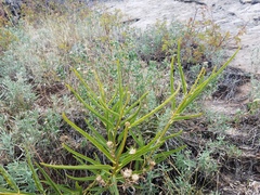 Asclepias labriformis