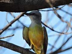 Tyrannus couchii