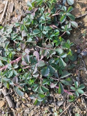 Potentilla kleiniana