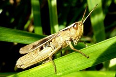 Chorthippus albomarginatus