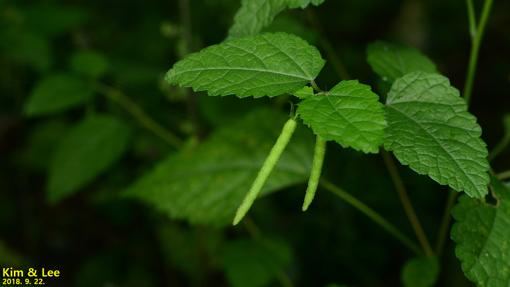 Corchoropsis