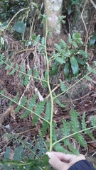 Diplazium viridissimum