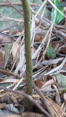 Diplazium viridissimum