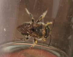 Anthidium punctatum