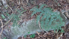 Diplazium viridissimum