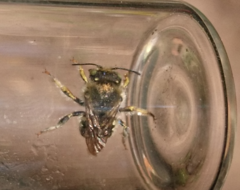 Anthidium punctatum