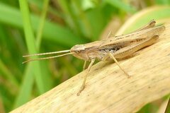 Chorthippus albomarginatus