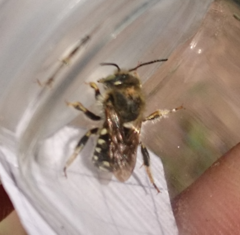 Anthidium punctatum