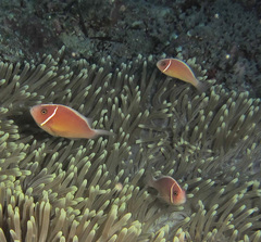 Amphiprion perideraion