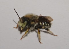 Anthidium punctatum