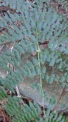 Diplazium viridissimum