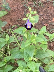 Torenia