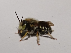 Anthidium punctatum