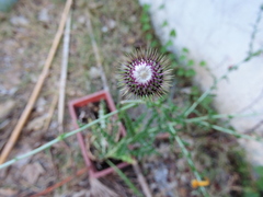 Cirsium mexicanum