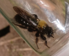 Laphria ephippium