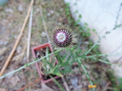 Cirsium mexicanum