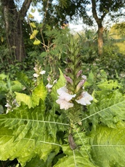 Acanthus montanus