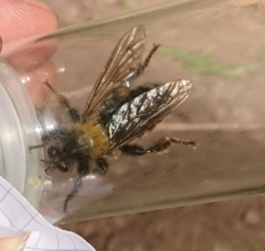Laphria ephippium