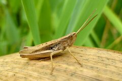 Chorthippus albomarginatus