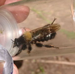 Laphria ephippium