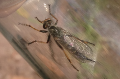 Neomochtherus geniculatus