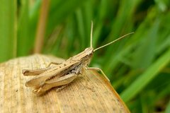 Chorthippus albomarginatus