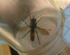 Cylindromyia bicolor