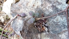 Commiphora