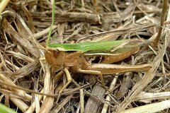 Chorthippus albomarginatus