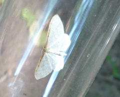 Idaea humiliata