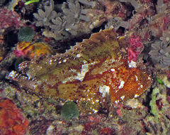 Taenianotus triacanthus