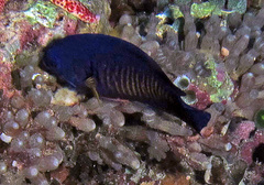 Centropyge bispinosa