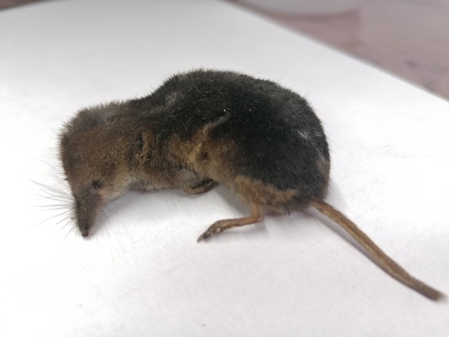 Eurasian Least Shrew (Sorex minutissimus) — Least Concern Mammalia