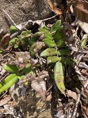 Blechnum wattsii