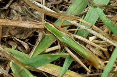 Chorthippus albomarginatus