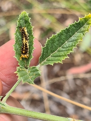 Papilio demoleus sthenelus