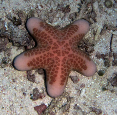 Choriaster granulatus