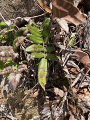 Blechnum wattsii