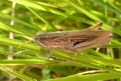 Chorthippus albomarginatus