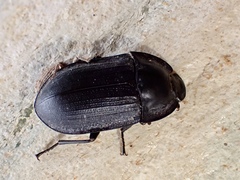 Pterohelaeus