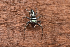 Cosmophasis micarioides
