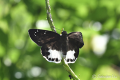 Tagiades ultra