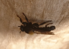 Laphria ephippium