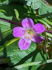 Calandrinia breweri