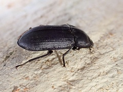 Pterohelaeus