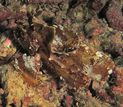 Taenianotus triacanthus