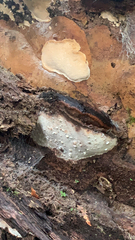 Australoporus tasmanicus