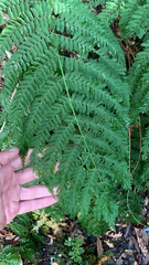 Leptopteris hymenophylloides