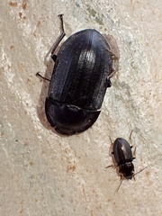 Pterohelaeus