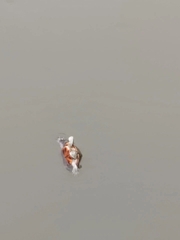 Trachemys scripta elegans